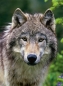 Preview: Ravensburger 14354 - Wolfsportrait