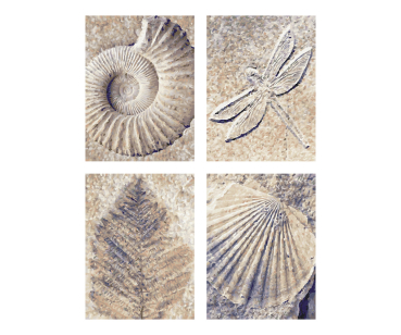Schipper 609340876 MNZ - Fossilien (Quattro)