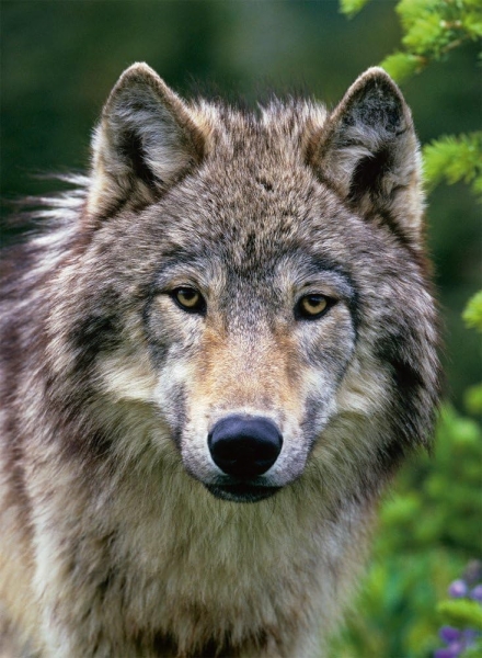 Ravensburger 14354 - Wolfsportrait
